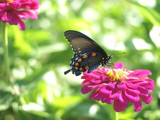 Closeup of a Butterfly on Zinnia flower on a sunny day