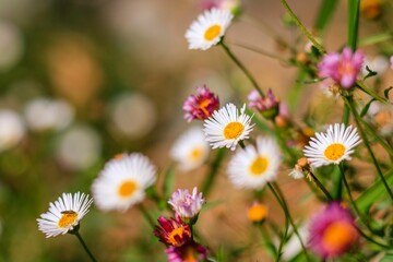 Closeup shot of beautiful daisies
