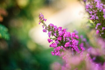 Closeup shot of pink Erica cinerea flowers