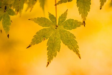 Closeup shot of a maple leaf on a golden blurry background