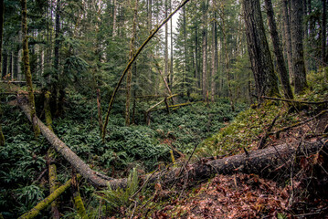 Obraz premium Vancouver Island rainforest
