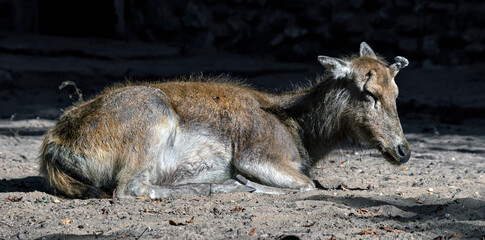 Pere David`s deer female. Latin name - Elaphurus davidianus. These animals are exterminated in the wildlife, live only in zoos