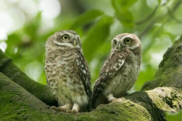 Closeup shot of a couple of cute owls