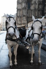 Naklejka na ściany i meble Selective of white carriage horses in Vienna