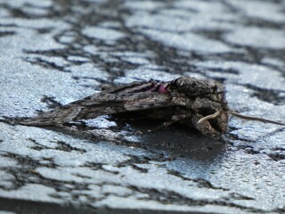 Macro of a Peppered moth in mud