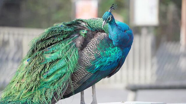 one Peacock cleanses it's feathers while standing on a desk in a park
