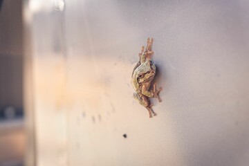 Closeup of a frog on a wall
