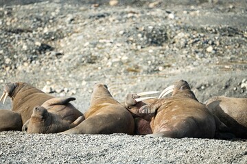 Herd of walruses (Odobenus rosmarus) bathing on a beach on Spitsbergen