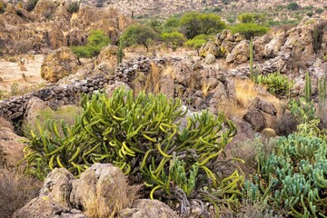 Canary spurge (Euphorbia canariensis) bush growing on the foot of a rocky mountain