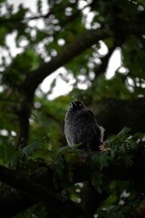 Vertical shot of a western jackdaw (Coloeus monedula) perched on a tree