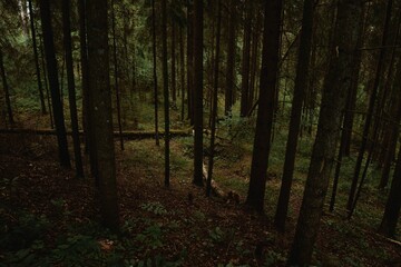 Obraz premium Scenic view of a gloomy forest with green pine trees and fallen logs