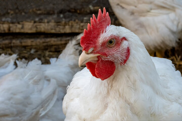 Chicken, chicken in the yard of the chicken coop. Farmers day.