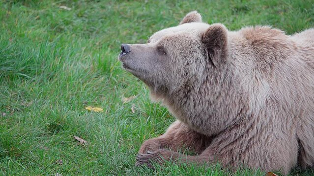 one brown bear lies on the grass and smells whats in the air