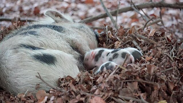 A mother Pot-bellied Pig lies in its nest and suckles it's piglets