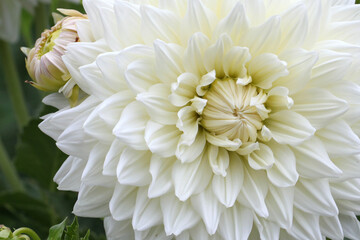 White Dahlia 'Milly' in flower