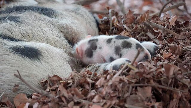 A mother Pot-bellied Pig lies in its nest and suckles it's piglets