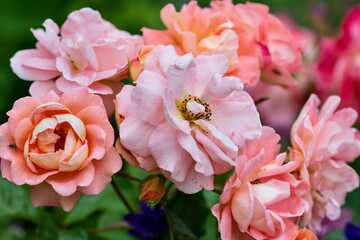 Closeup of blooming Floribunda roses in green nature background