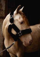Closeup of horse with halter  looking side