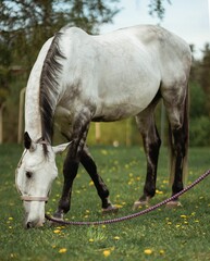 White horse with halter grazing in greenery field