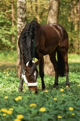 Brown horse with halter grazing in greenery field