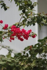 Fototapeta premium Closeup vertical shot of red bougainvillea hanging from the tree branch