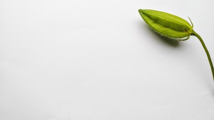 Top view of a green Impatient Seed plant on a white surface