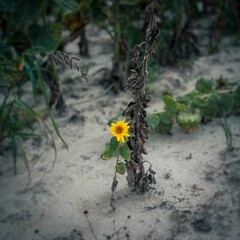 Closeup of blooming little sunflower