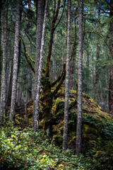 Obraz premium Tree trunks in rainforest