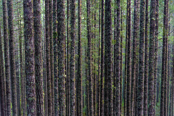 Tree trunks in rainforest