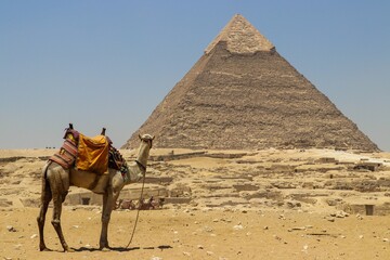 Grote kameel voor de piramide van Gizeh tegen een heldere wolkenloze hemel