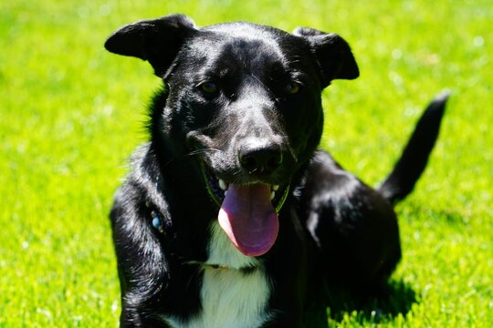 Borador black dog with tongue out on grassland