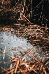 Closeup of puddle with grasses