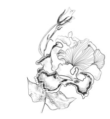 Fototapeta premium hand drawn sketch of flower