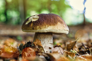 Fichtensteinpilz Boletus edulis im Herbstlaub in Nahaufnahme