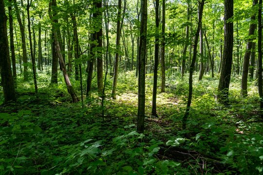 Beautiful view of a green fores
