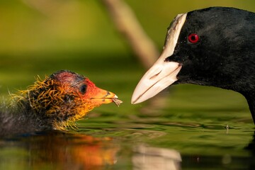 Closeup shot of a Eurasian coot giving food to its chick in the pond in the daylight