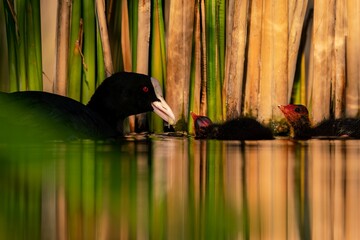 Closeup shot of a Eurasian coot feeding its chicks in the pond in the daylight