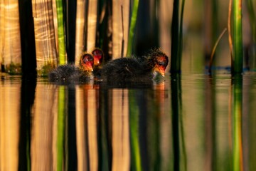 Closeup shot of a Eurasian coot chicks swimming in the pond in the daylight