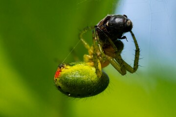 Selective focus shot of a cucumber green spider approaching its prey on its spiderweb
