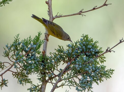 Macro of a Nashville Warbler picking his Junifer fruit