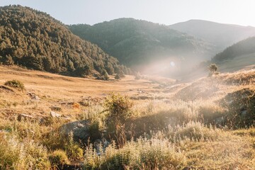 Landscape of large wild grass fields under green forest mountains