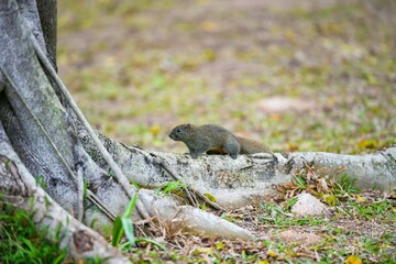 Selective focus shot of a furry squirrel walking on tree roots outdoor