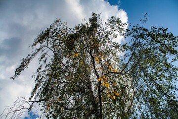 Low angle view of growing tree in background of sky