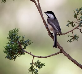 Macro of a Carolina Chicadee perching on Junifer branch
