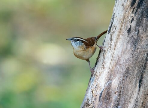 Macro of a Carolina Wren on a tree