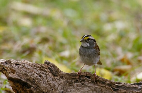 Macro of a white-throated Sparrow on wood