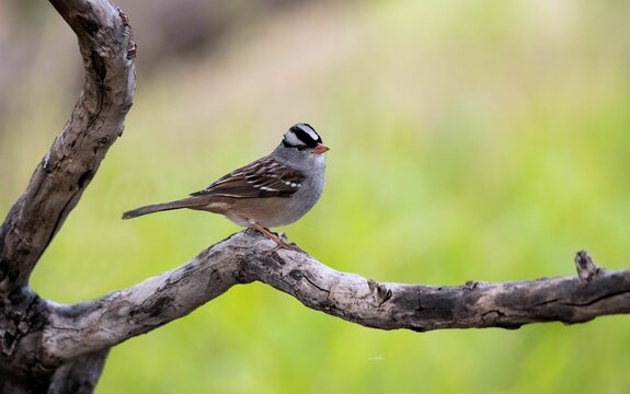 Macro of a white-crowned Sparrow on a tree branch