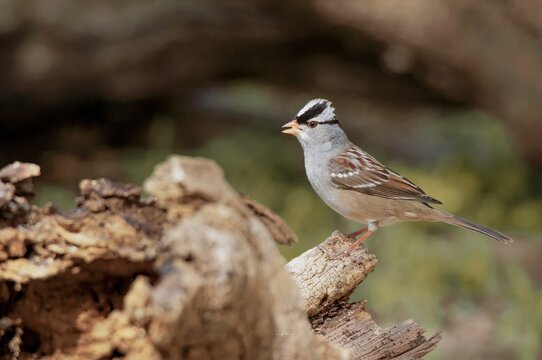 Macro of a white-crowned Sparrow on a tree branch