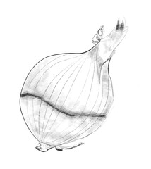 onion illustration
