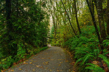 Fototapeta na wymiar Glistening ferns on urban BC forest trail during light autumn rain.